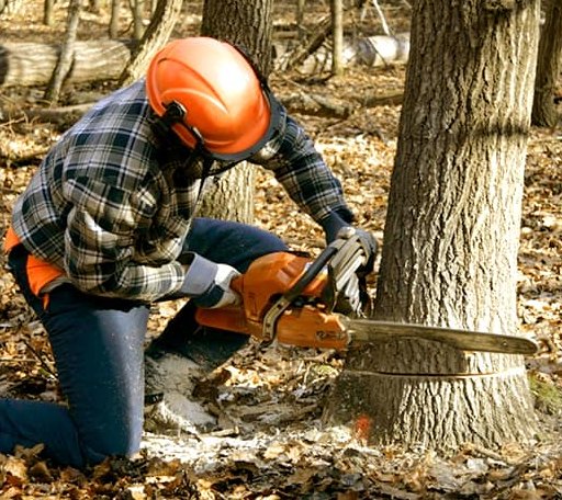 Tree Removal in Hoskinston, KY